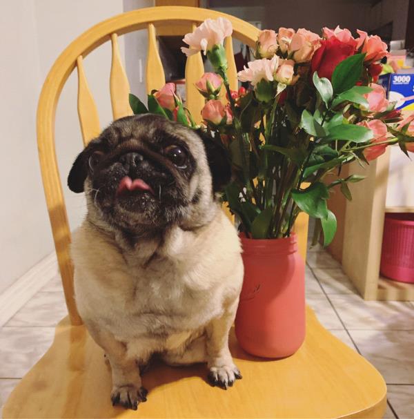 /images/uploads/pug nation rescue of los angeles/pugnation2021/entries/14992thumb.jpg